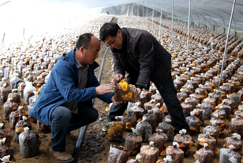 敦化红石乡：特色农业让致富有“特色”