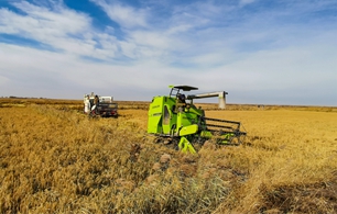                                                              昔日白色沙漠“鹽鹼地”今日金色稻田“米糧倉”                                                                                        在吉林省西部的鎮賚縣鹽鹼地改造試驗田裡，隨處可見大型收割機在稻田地來回穿梭忙碌的景象。曾經寸草不生的鹽鹼地經土壤治理，如今稻浪翻滾，金黃色的稻谷噴薄而出。                                【詳細】                            