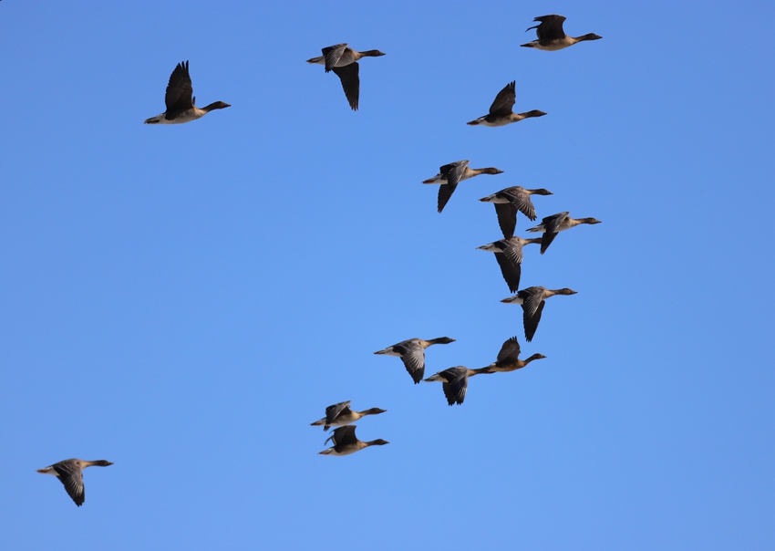 ����ʡĪĪ��ʪ��ӭ�����㱱�顱����ͼ����5��