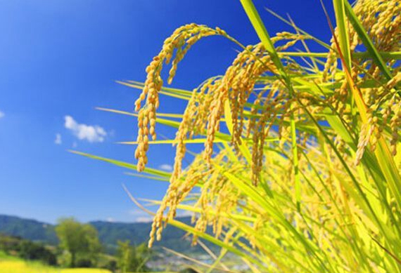 榆树市地处世界三大黄金玉米带上，是全国重点商品粮基地县（市）之一，盛产玉米、大豆、水稻、高粱等，商品量和商品率连续多年居于全国县（市）之首，成为名副其实的“天下第一粮仓”，特色农业也得到快速发展。“榆树大米”地理标志产区总面积90万亩，年产量72.8万吨。米质晶莹剔透，色泽鲜亮、光滑，有自然稻香味，2009年由国家工商局注册为“榆树大米”国家级优质地理标志商标。在“2018中国首届国际大米节”上“榆树大米”荣获“2018中国十大大米区域公用品牌”，被评为“2018中国十大好吃米饭”。