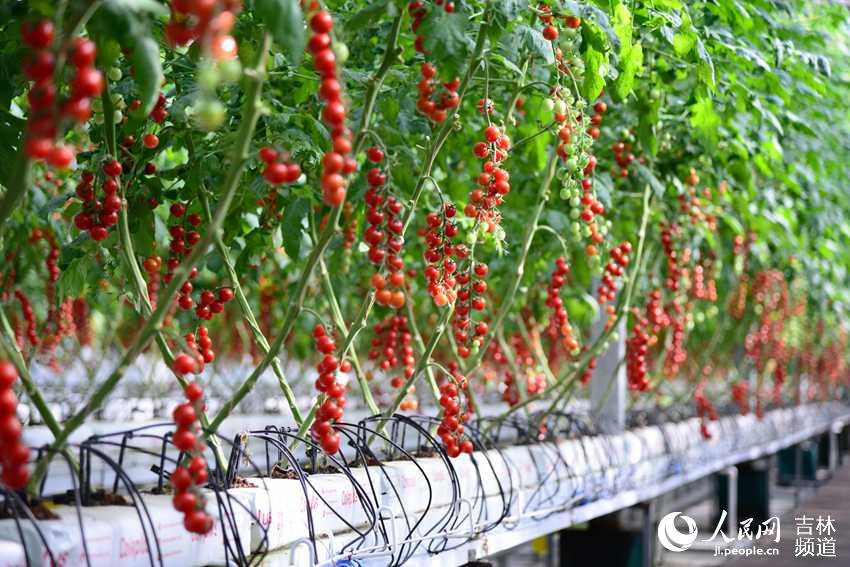 圖為生產型無土栽培區生產的西紅柿品種。人民網 李洋攝。