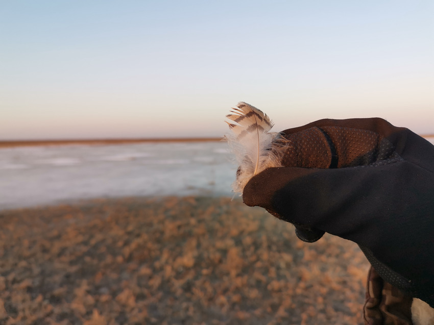 調查人員在洮兒河灘地採集到的雌性大鴇羽毛。