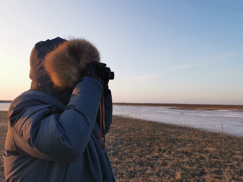 志願者在洮兒河灘地觀察大鴇種群動態。