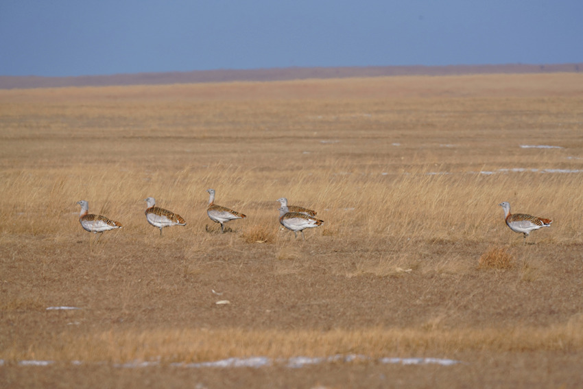 白城牧場大鴇雄性種群在草原休息。