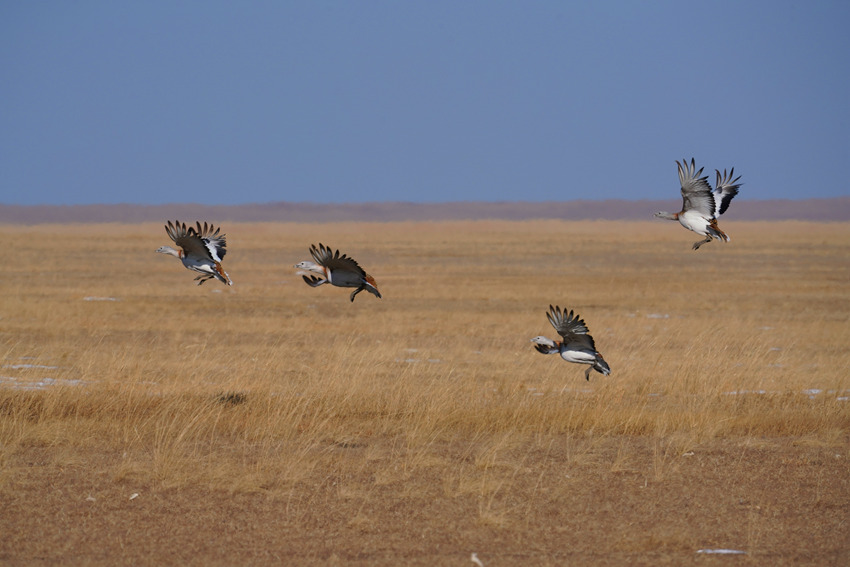 白城牧場大鴇雄性種群起飛。