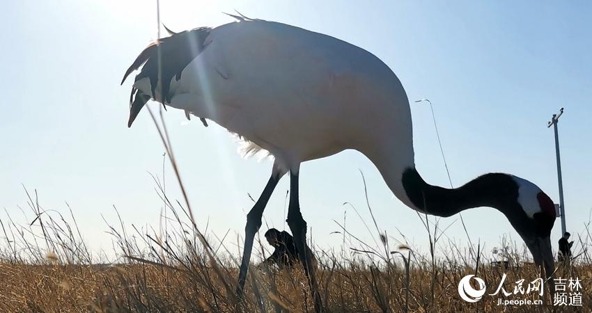圖為吉林莫莫格國家級自然保護區內生活的丹頂鶴。李成偉攝