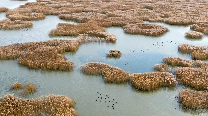 波羅湖保護區棲息的大雁。