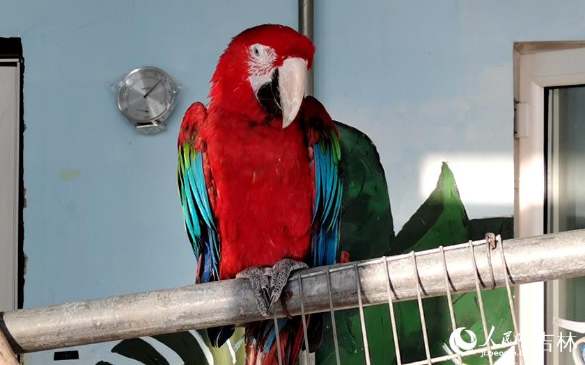 紅綠金剛鸚鵡——珍禽館內最喜氣的存在。