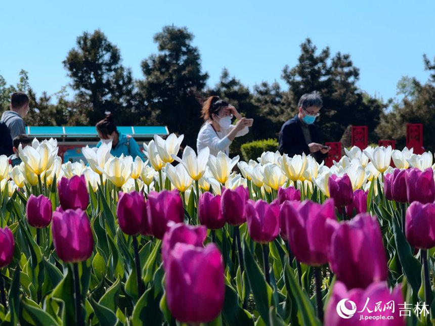 市民拍摄美丽的郁金香。人民网 马俊华摄