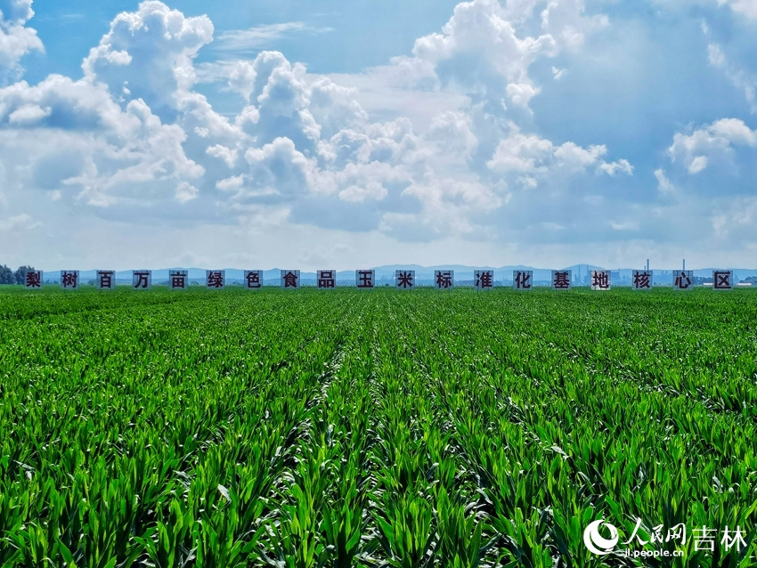 梨树县全国百万亩绿色食品原料（玉米）标准化生产基地核心示范区。人民网李洋摄