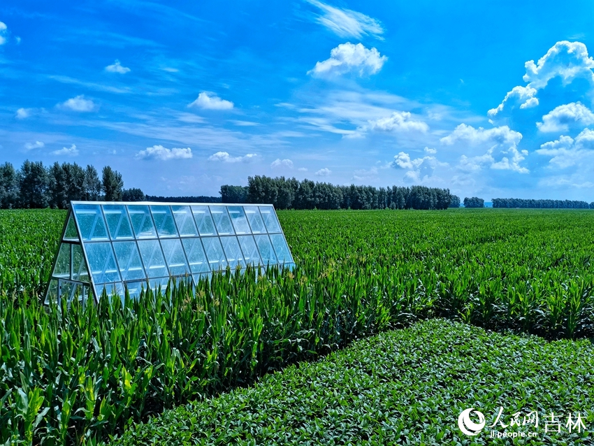 梨树县全国百万亩绿色食品原料（玉米）标准化生产基地核心示范区。人民网 李洋摄