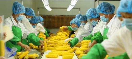 工人分拣鲜食玉米。