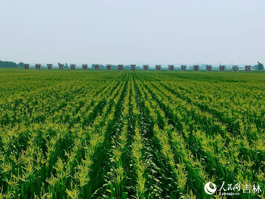 梨树县“国家百万亩绿色食品玉米标准化基地核心区”场景。人民网 王海跃摄