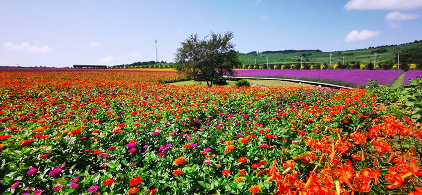 敦化花团锦簇 节日气氛浓厚