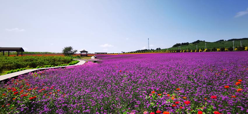敦化花团锦簇 节日气氛浓厚
