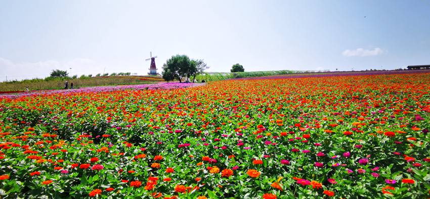 敦化花团锦簇 节日气氛浓厚