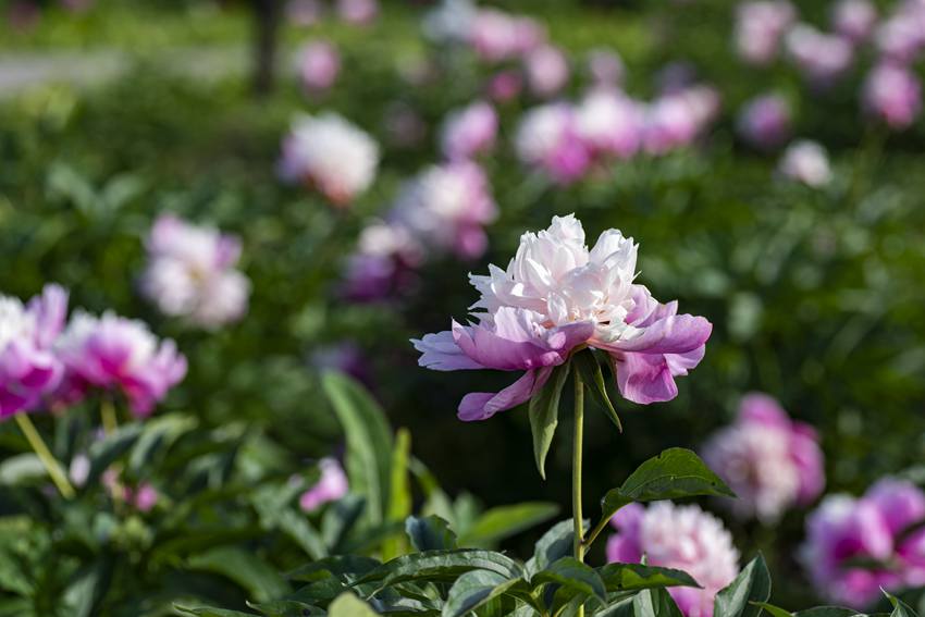 敦化花团锦簇 节日气氛浓厚
