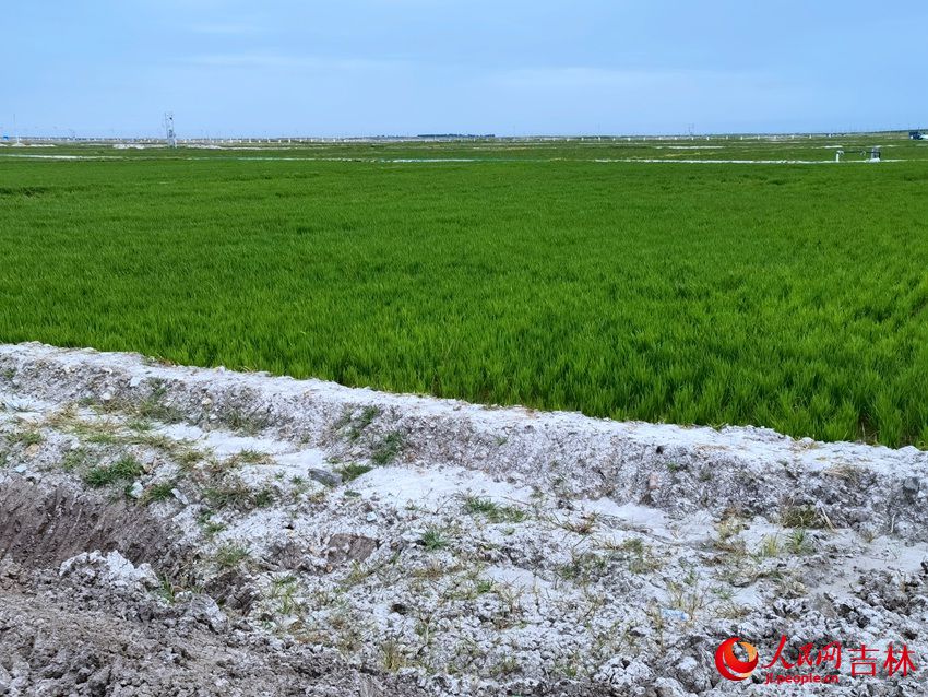 大安市改良的盐碱地种植水稻。人民网 李洋摄