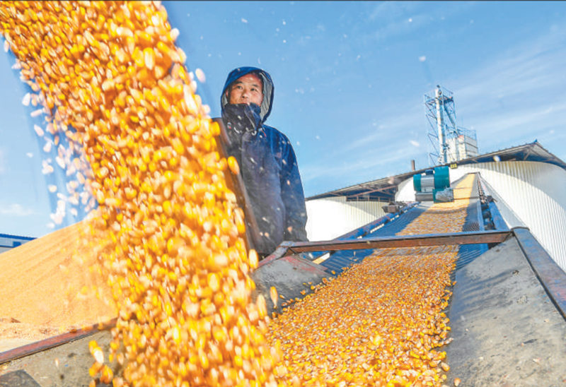 在吉林省公主岭市一家粮食收储公司，工作人员通过传送带将玉米转运至存储仓。 　　新华社记者 许 畅摄