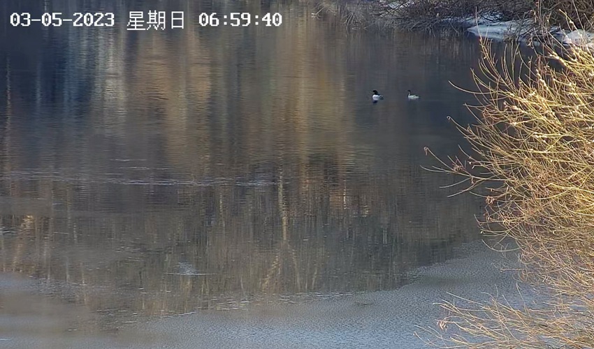 监控设备拍到的中华秋沙鸭