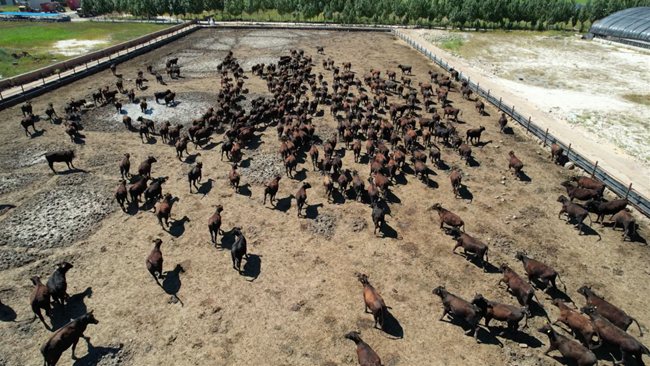 吉運農牧業股份有限公司的肉牛養殖場集聚著一頭頭健碩的安格斯肉牛。