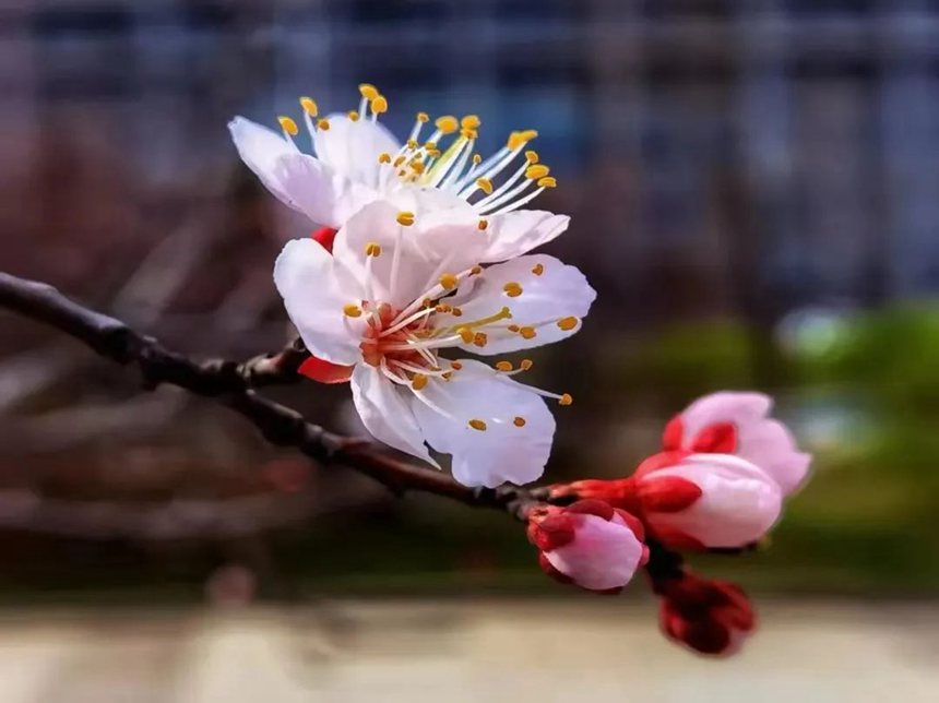 春已至花有约，来敦化踏春赏花