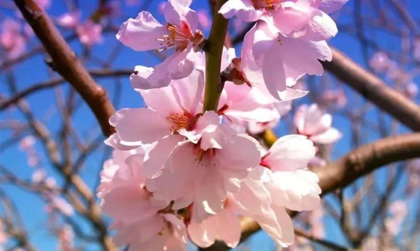 春已至花有约，来敦化踏春赏花【2】