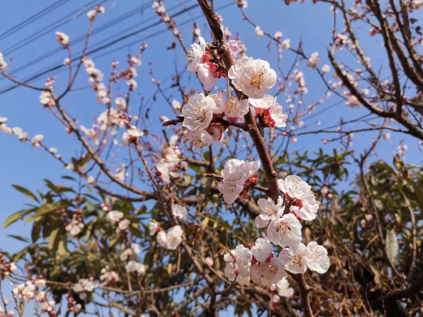春已至花有约，来敦化踏春赏花【4】