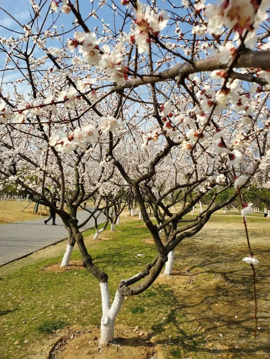 春已至花有约，来敦化踏春赏花【5】