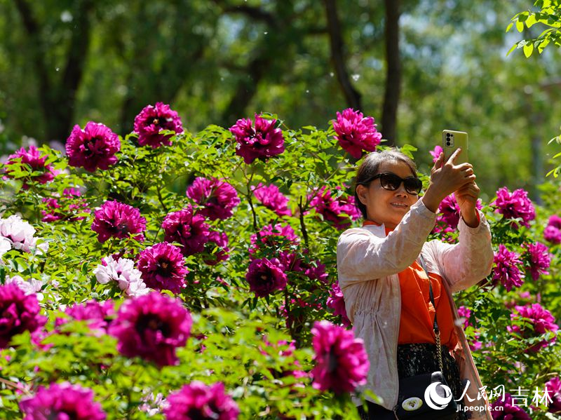 5月18日，长春市牡丹园11000余株牡丹花竞相绽放。人民网记者 李洋摄