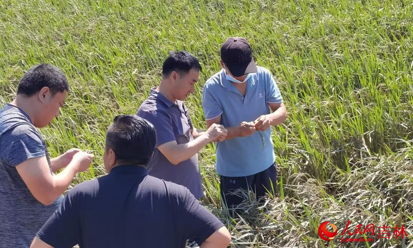 8月13日，吉林農業科技學院派出專家赴舒蘭災區調研指導種植業、畜牧業災后補救工作。人民網記者 王海躍攝