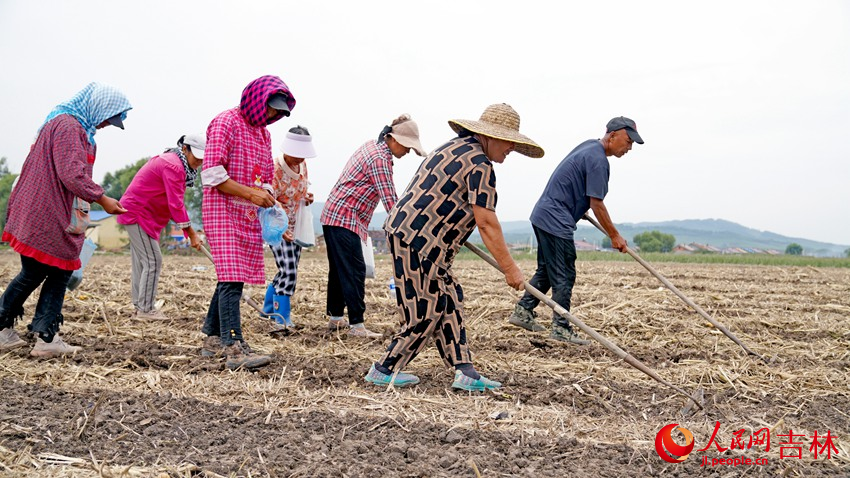 村民在平整后的土地上播撒小蘿卜種子。人民網 石天蛟攝