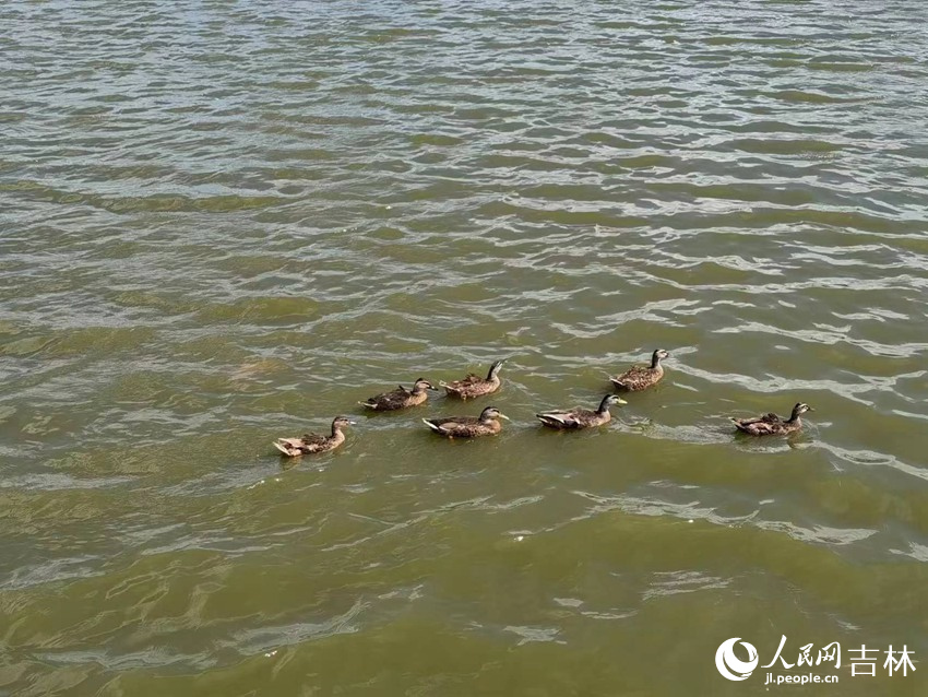 野鴨灣的野鴨。人民網記者 馬俊華攝