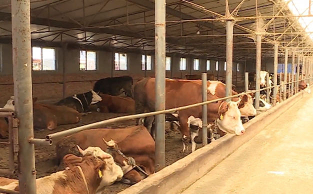  Caiyuanzi Town: Jincheng Animal Husbandry Community Expands to Promote the Development of Agriculture and Increase Income