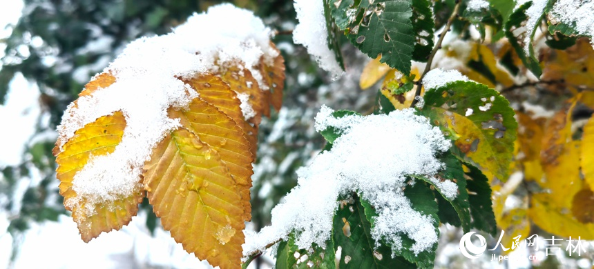 “邂逅”初雪 吉林省長春市今冬第一場雪如約而至【8】