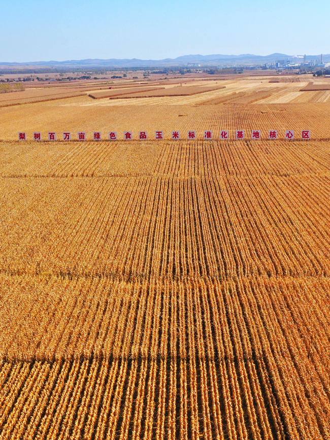 吉林梨树百万亩绿色食品玉米标准化基地核心区。（资料照片）人民网记者 李洋摄
