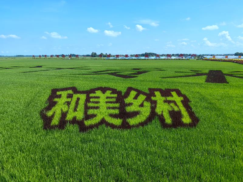 长春九台区红光村稻米产业观光体验区。（资料照片）人民网记者 李洋摄
