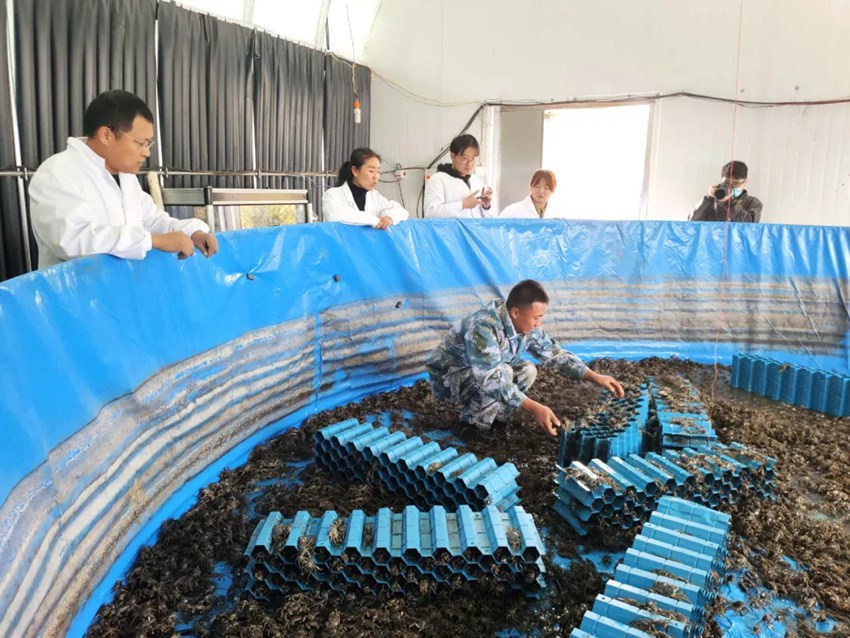 公主嶺“稻漁科技小院”，採用“雙邊溝+分箱式插秧”稻田養蟹模式，並在此基礎上結合測深緩釋施肥等技術