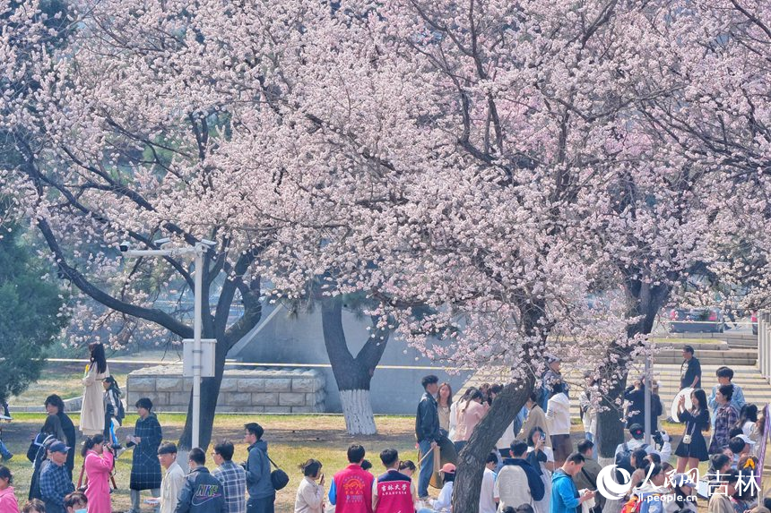 吉林大学杏花次第绽放，吸引大批市民游客观赏。人民网记者 李洋摄