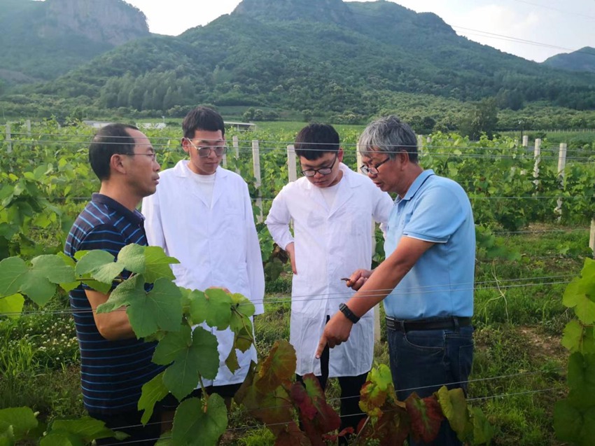 集安山葡萄科技小院的成员们在查看山葡萄的长势。（吉林集安山葡萄科技小院供图）