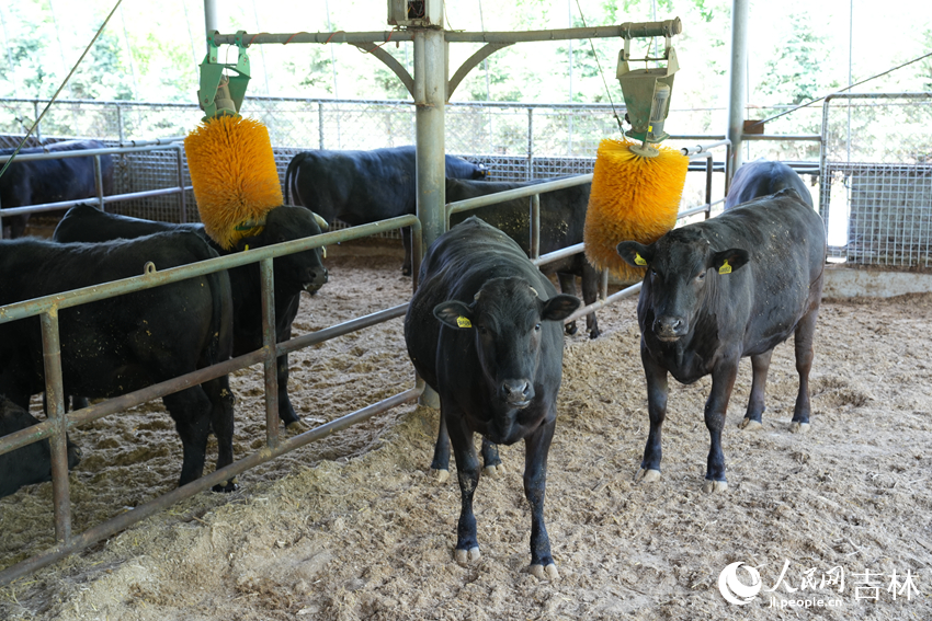 长春皓月集团的沃金和牛示范养殖基地的牛正在“享受”按摩。人民网记者 李洋摄
