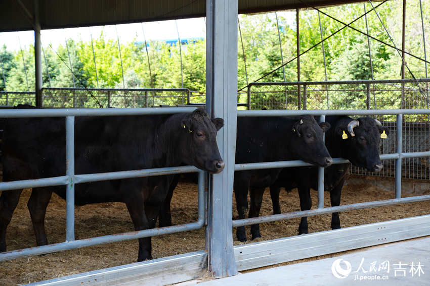 沃金和牛示范养殖基地里的牛。人民网记者 李洋摄
