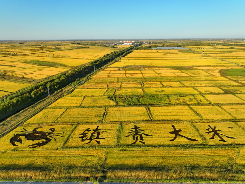镇赉县是吉林省水稻生产第一大县。潘晟昱  摄