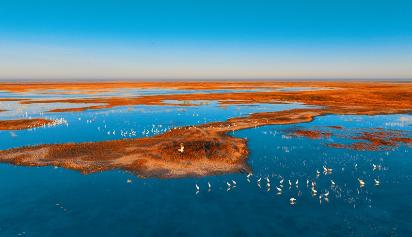 莫莫格湿地是全球最大的白鹤迁徙停歇地。潘晟昱 摄