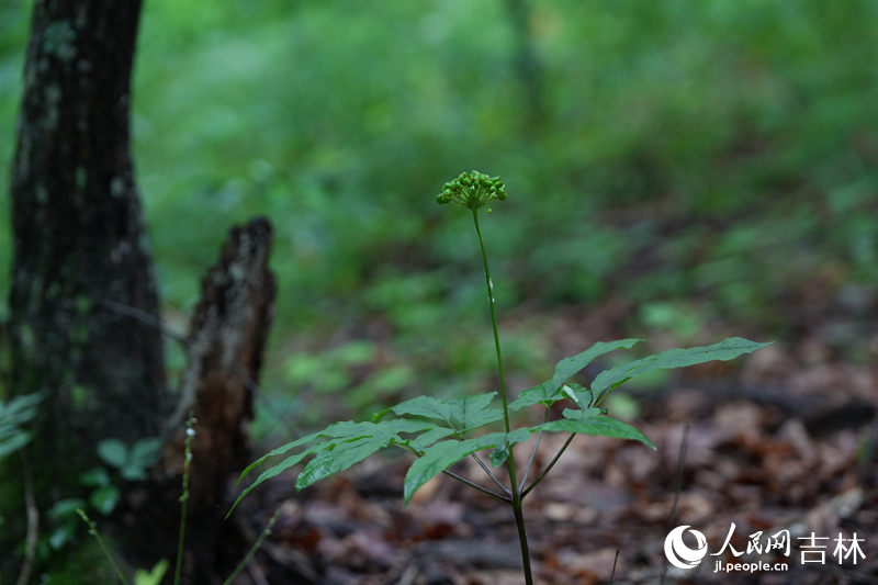 长白山地区森林覆盖率达84.5%，是一座“立体资源宝库”，适宜的环境，丰富的有机质含量，使人参在此条件下长出极佳的品质。图为位于吉林通化的云岭野山参产业园的林下参。人民网记者 李洋摄