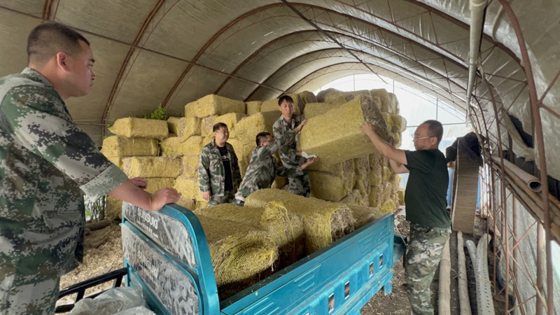 德惠市吉行軍志願服務隊幫助村民轉移飼料。