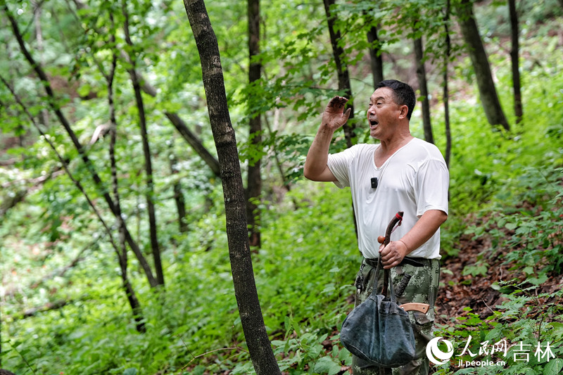 “參把頭”孫良珠在林中“放山”，按習俗找到人參后應高喊“棒槌”。人民網記者 李洋攝