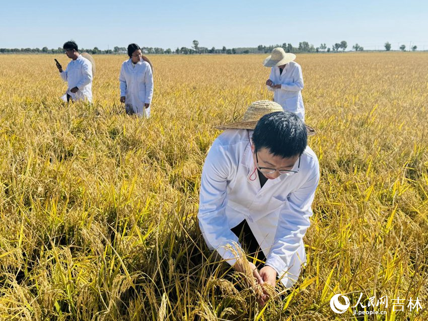 吉林省农业科学院水稻研究所副研究员马巍（前）与团队正在检查水稻长势。人民网记者 李思玥摄