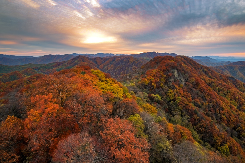 金秋時節，吉林通化市五女峰國家森林公園遠山近坡似紅霞繚繞，色彩斑斕，風光正好。通化市委宣傳部供圖