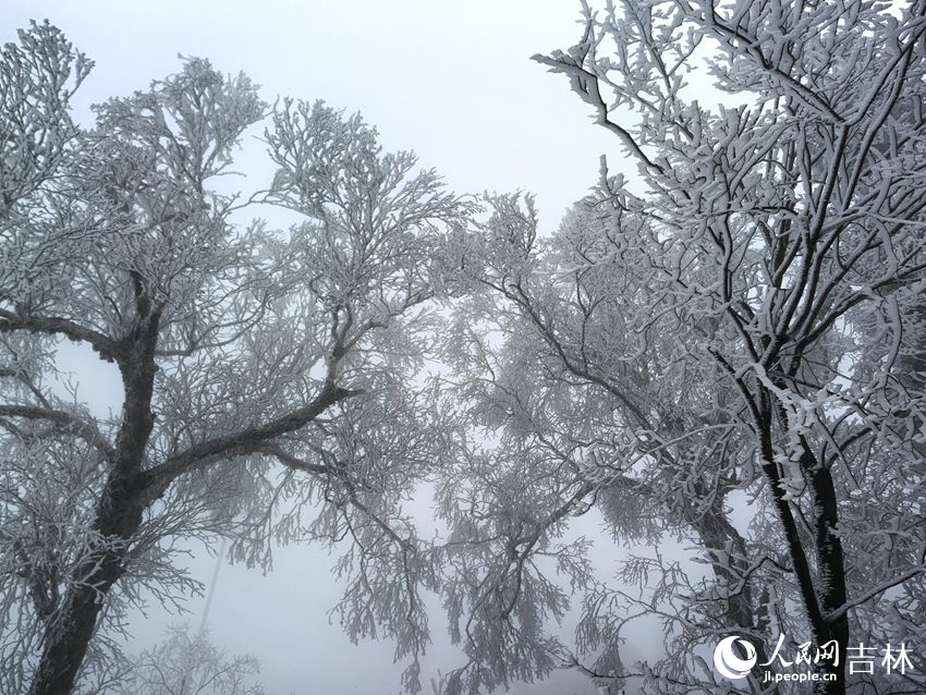 吉林市初雪玉树银花，分外妖娆。人民网记者 王海跃摄